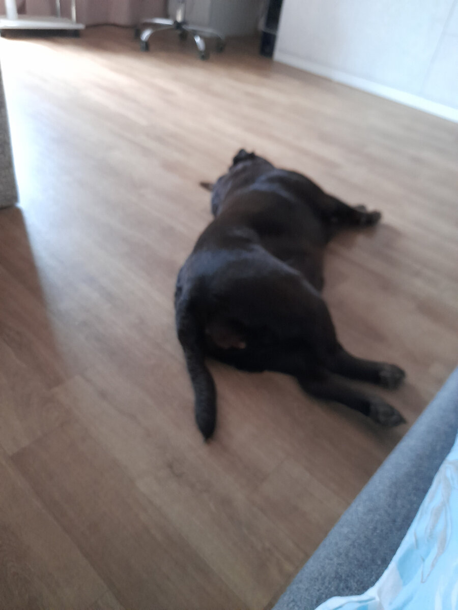 Спит на полу. Фото автора