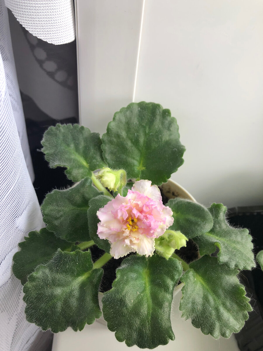 ЛЕ - Злато скифов - следующий подопытный для нового способа омоложения