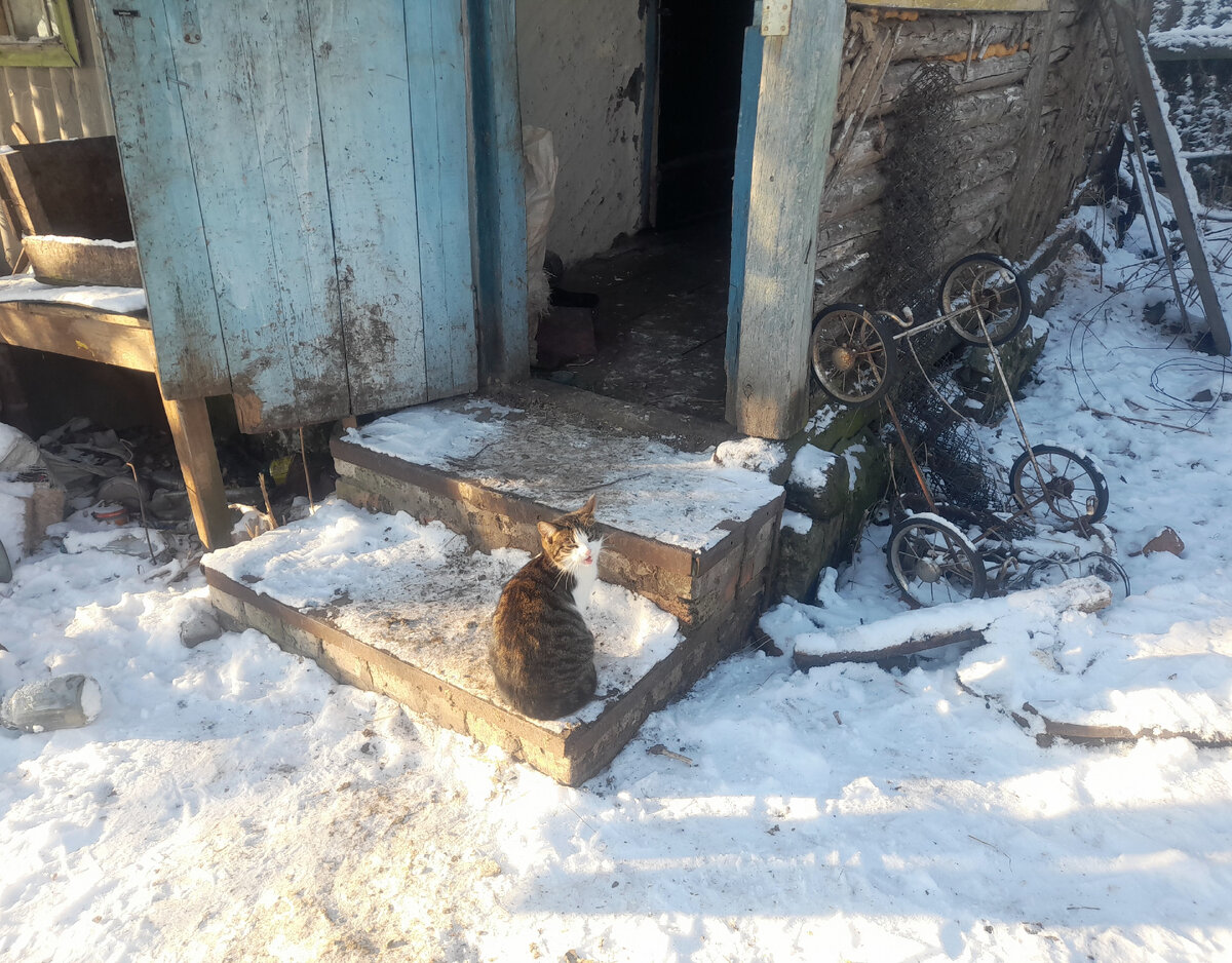 Шкода просится в летнюю кухню, прогреться, каши поросячьей поесть и мышей погонять. Фото сделано в конце февраля.