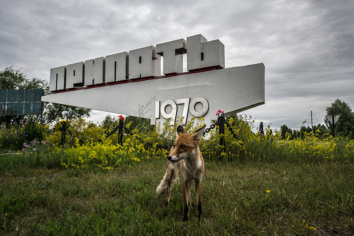 В зону отчуждения возвращаются признаки жизни