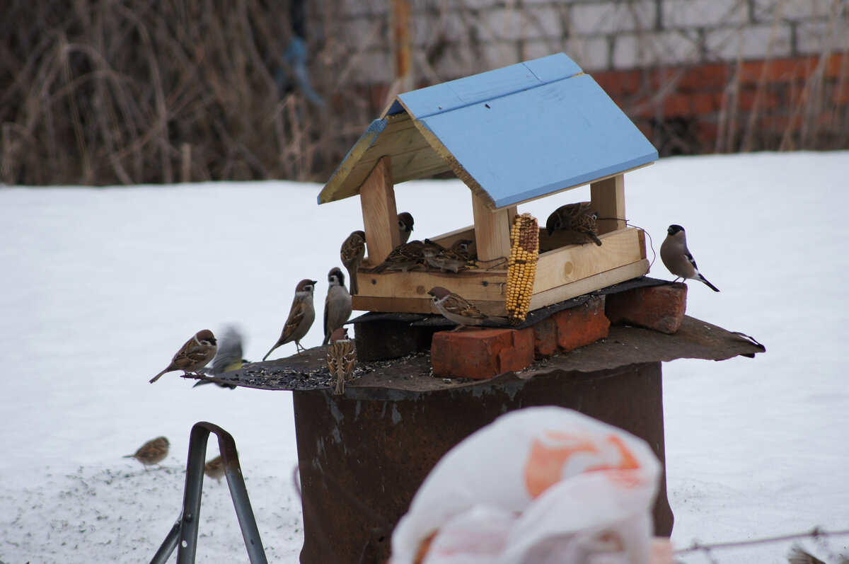 Воробьи кормятся стаей. 