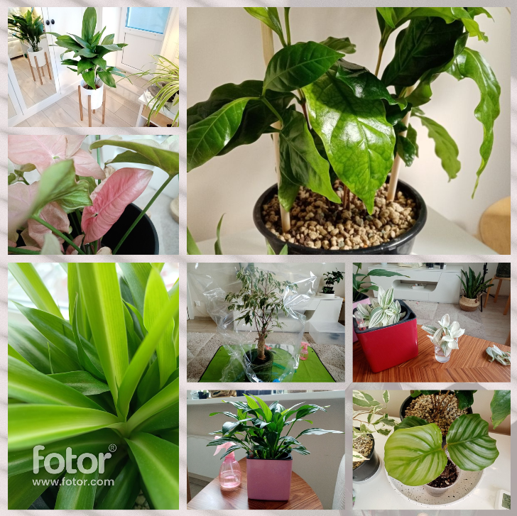 Часть моего зелёного богатства. Фото и коллаж автора.