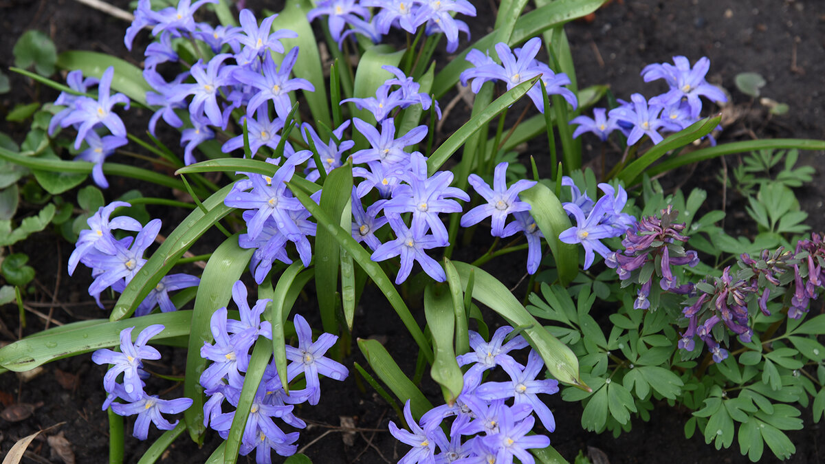 Хионодокса Люцилии