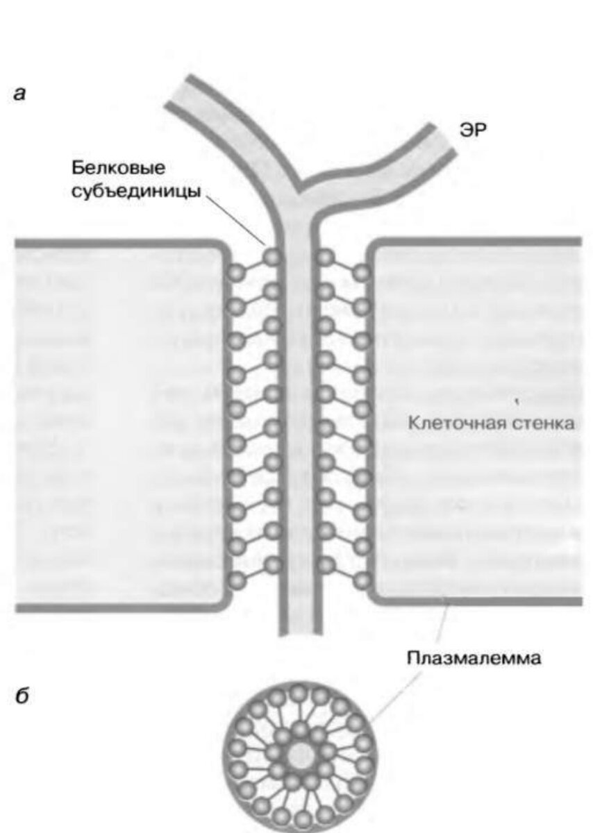 Десмосома Биохимия растений Г. -В.Хелдт