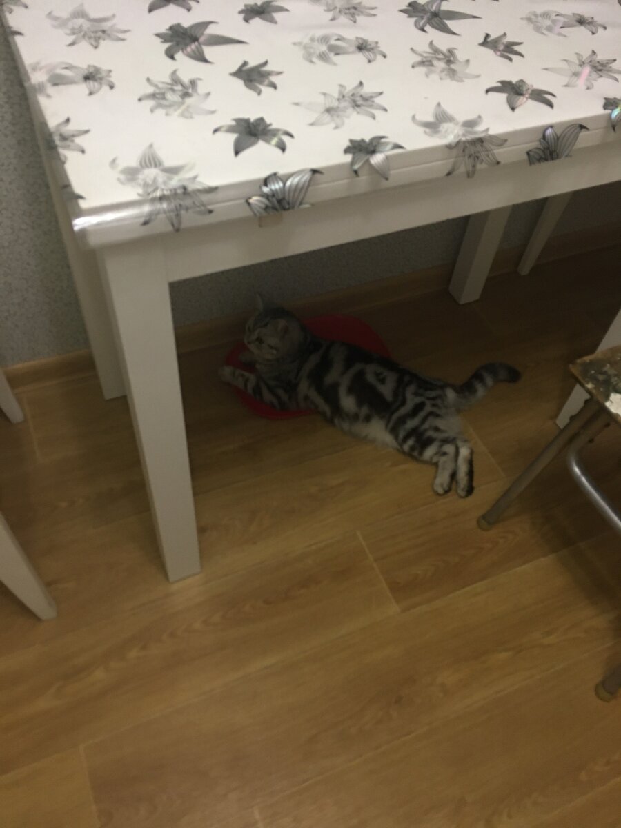 Шанежка ждёт еду