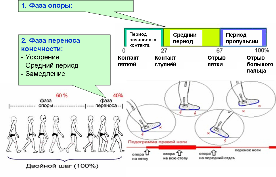 Определенные шаги это. Биомеханика шагательных движений и ходьбы. Биомеханика движений человека ходьба. Фазы ходьбы. Фазы шага.