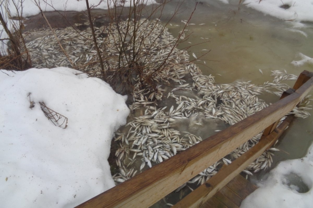    Массовый замор рыбы произошел на озере Светлояр