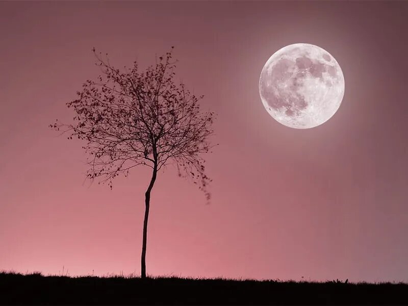 Луна ком дип. Розовая Луна. Розовое полнолуние.