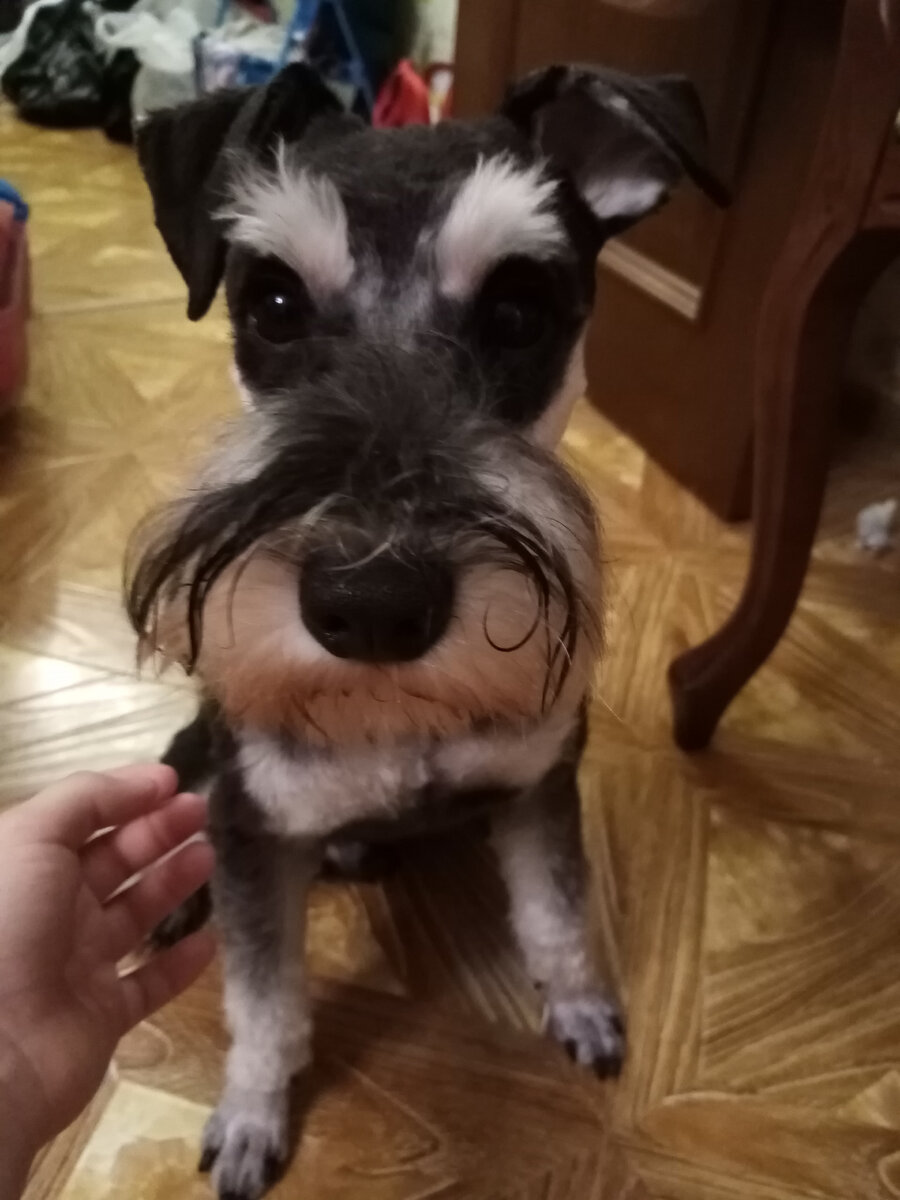 цверг после грумминга.