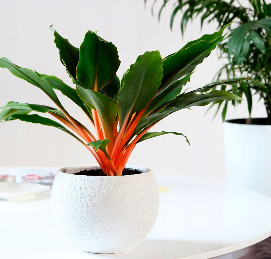 Картинка из общего доступа в интернете.