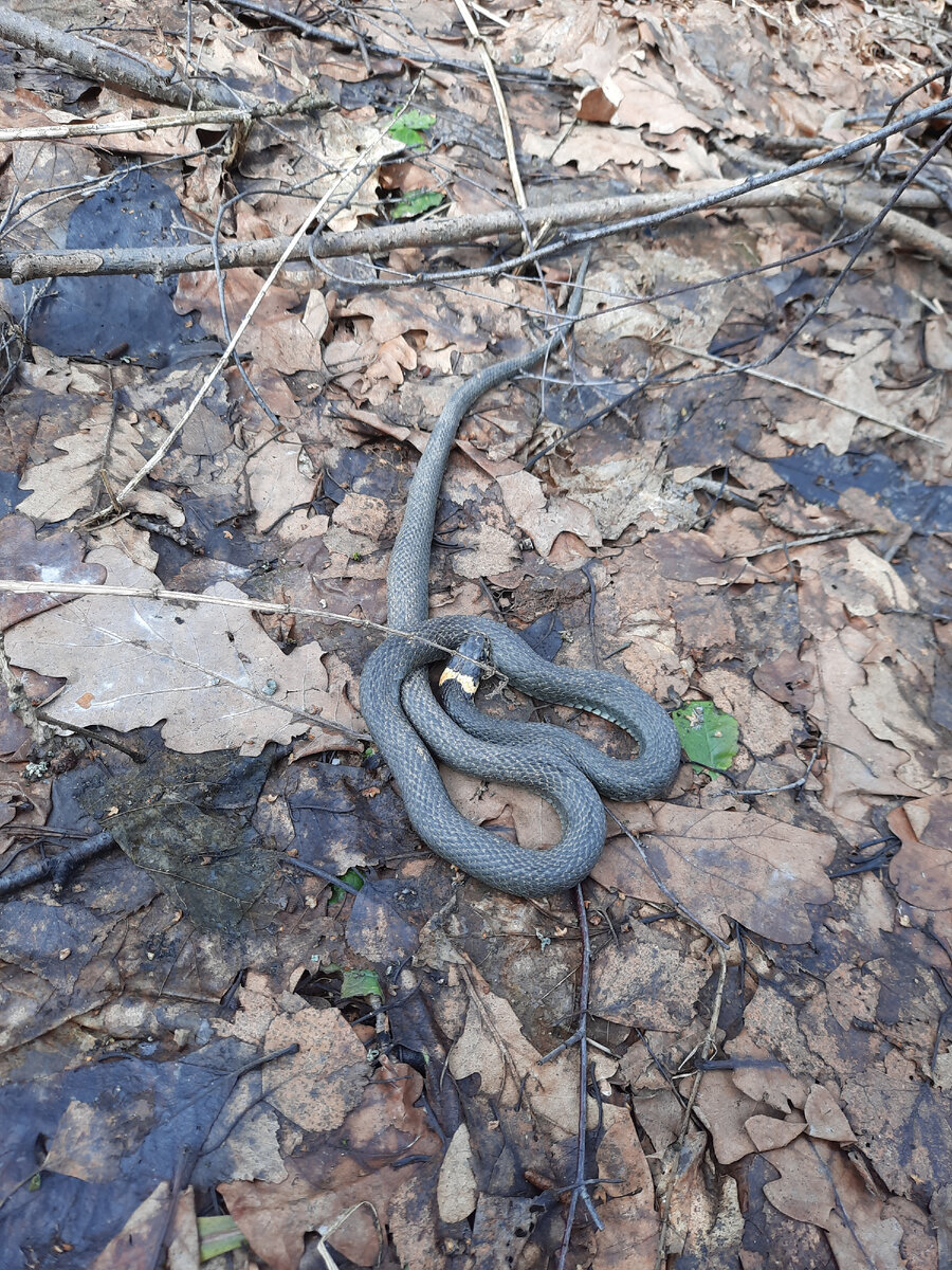 Уж выполз погреться.
Фото автора