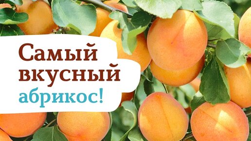 Возможно самый вкусный и самый десертный абрикос ! Абрикос Мелитопольский ранни