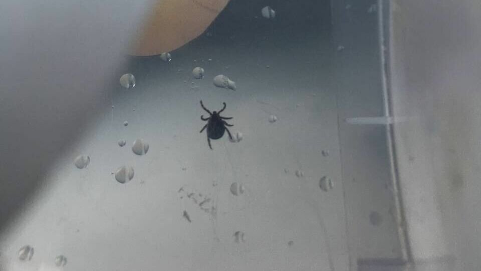     Жительница Уссурийска обратилась в администрацию города с просьбой разобраться в «энцефалитной» ситуации муниципалитета. Специалисты не обрабатывают общественные пространства от мелких насекомых — и это при том, что опасный сезон уже начался.