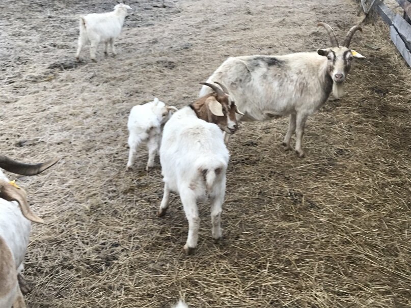 Здесь она    с мамой  и младшей  сестричкой