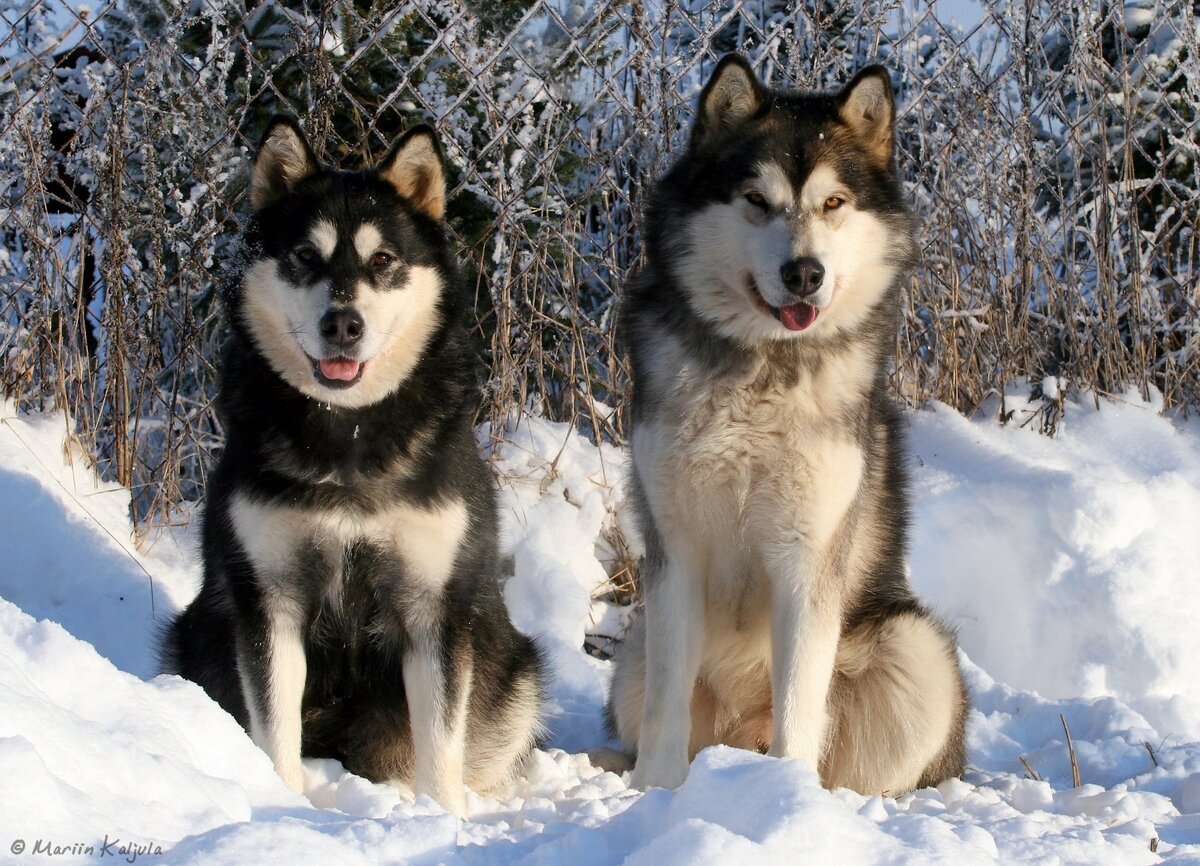Хаски и Маламут - это две породы собак, которые часто путаются из-за их сходства. Обе породы имеют толстую шерсть, густой мех и похожую на волка внешность.