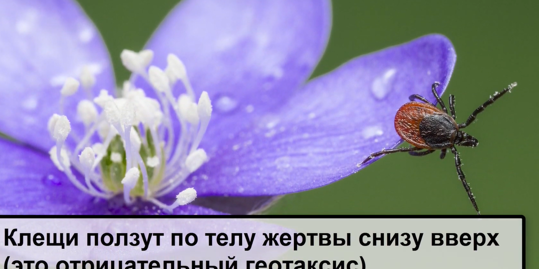 Продолжаем разговор о защите о клещей на даче и на природе. Как одеваться, чтобы не укусил клещ