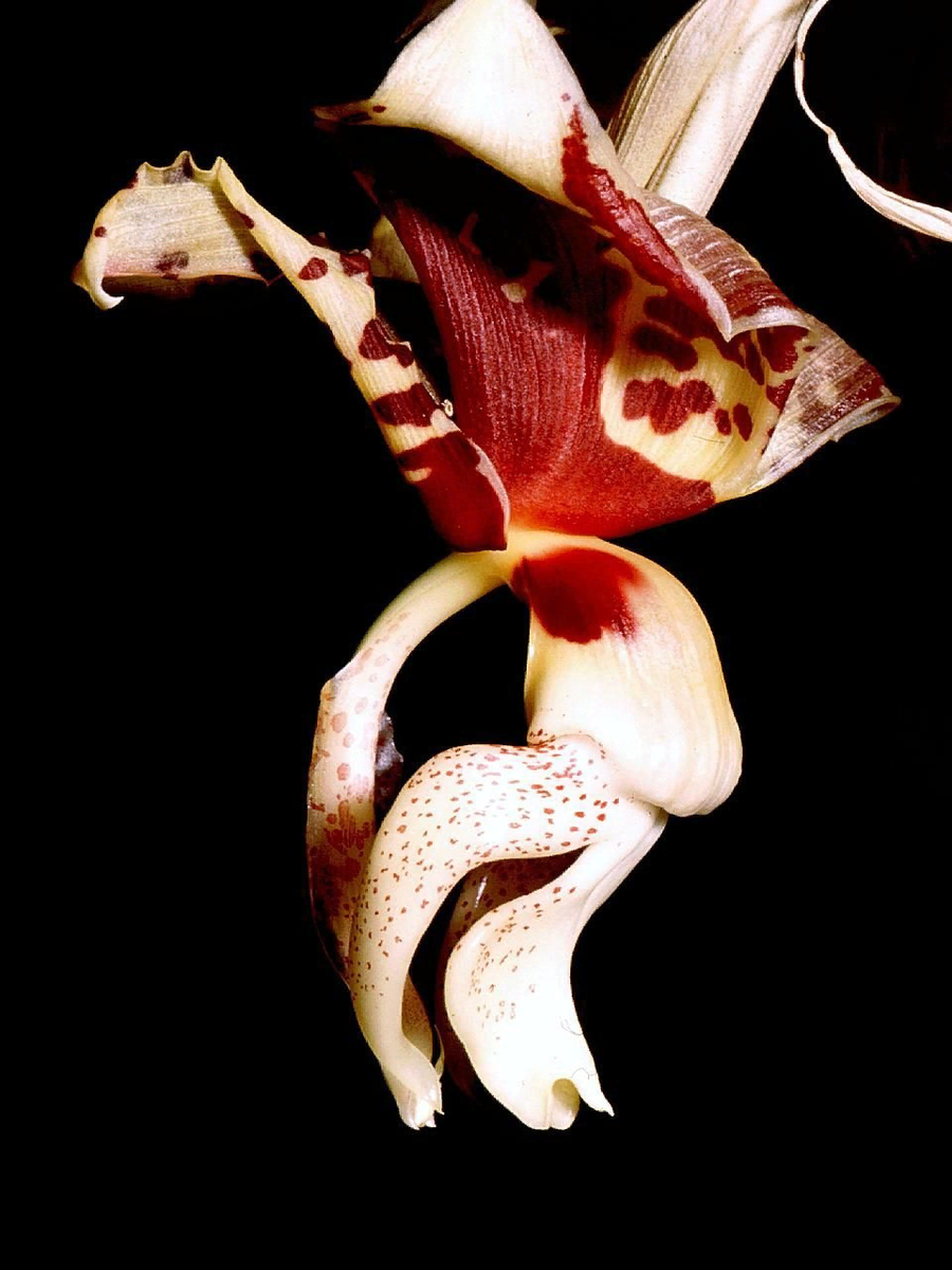 Вот она, тигровая красотка