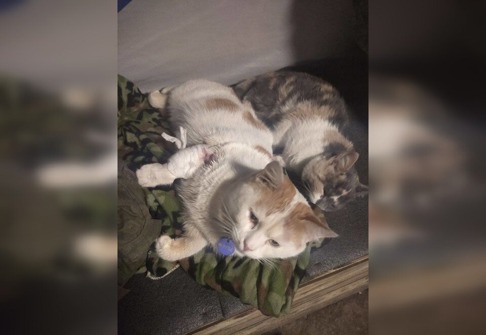     Недавно Фугас вернулся домой раненым, но позволил фельдшеру обработать и перевязать рану. Фото: Валерия Петрусевич