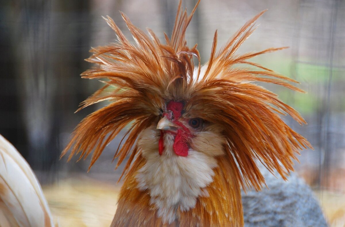 Петух явно французкий, иллюстрация из открытых источников