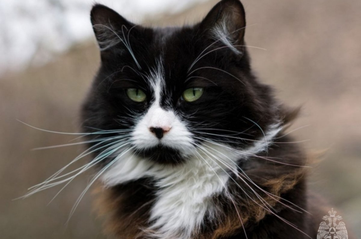    Кота ищет администрация Пскова