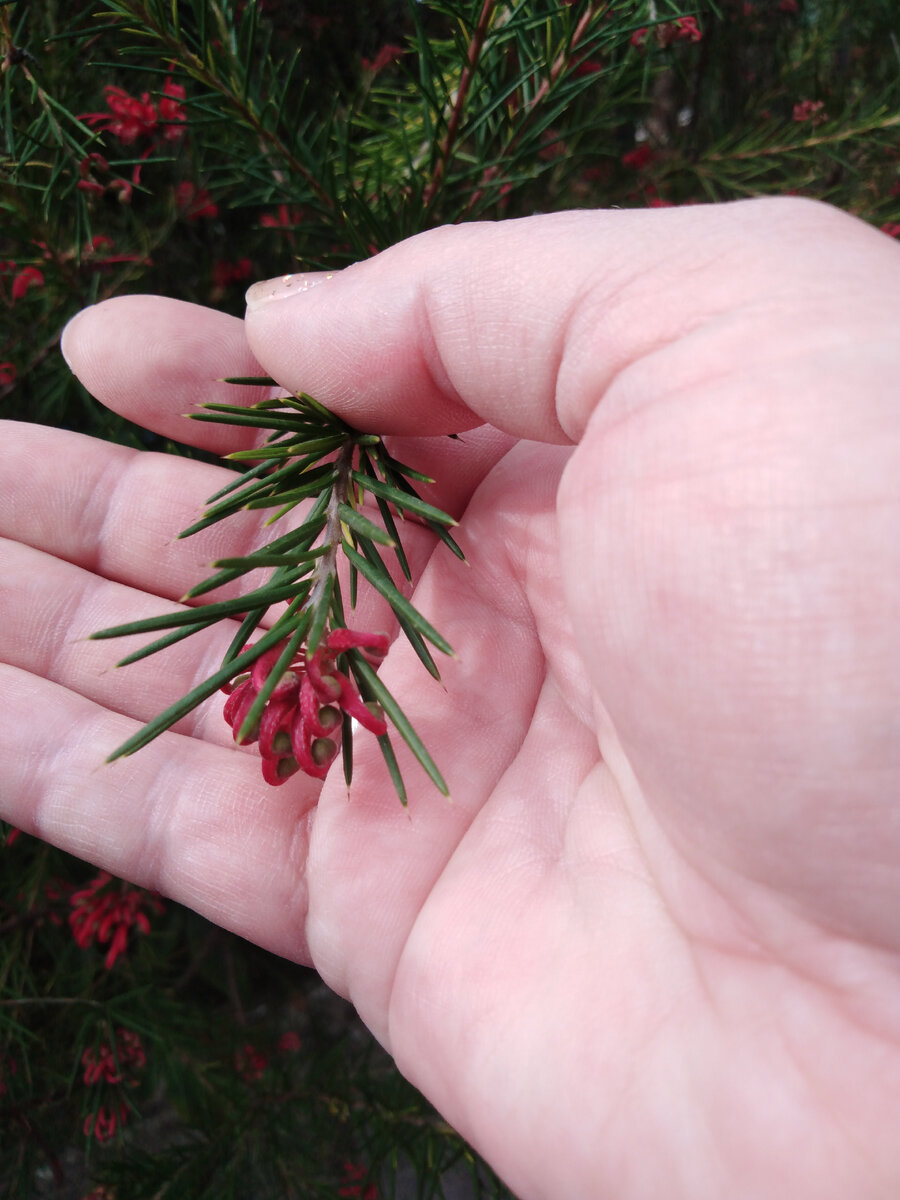 Какое-то растение. Мною не опознано. 