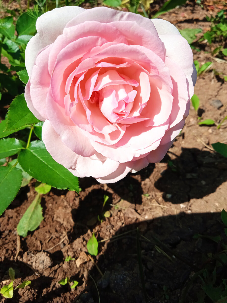 Моя реанимашка Пале Рояль. Самый слабый саженец из прошлого сезона. Пришел практически сухой. Всё лето выхаживала и вот расцвел