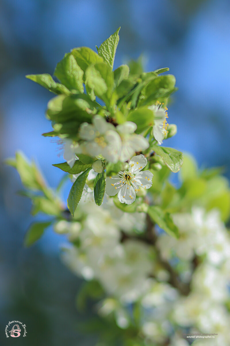Весеннее цветение яблони 🌼
Снято: 30.05.2020 года 
Фотограф: Анастасия Белякова