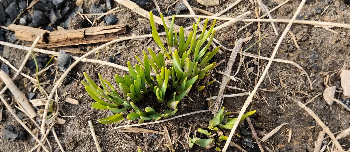 У кого-то нарциссы цветут, а у нас только вылезают ростки
