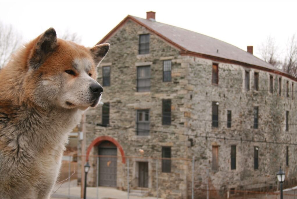 Работа хатико. Hachiko. Хатико самый верный друг. Хатико волк.