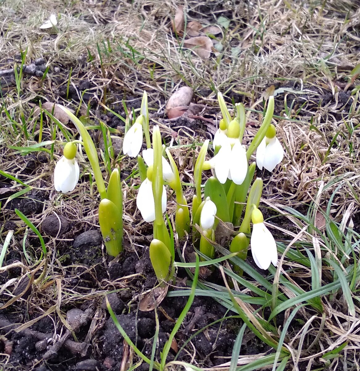 И впрямь молочный🤍