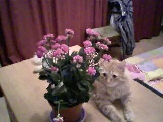 Притаился.