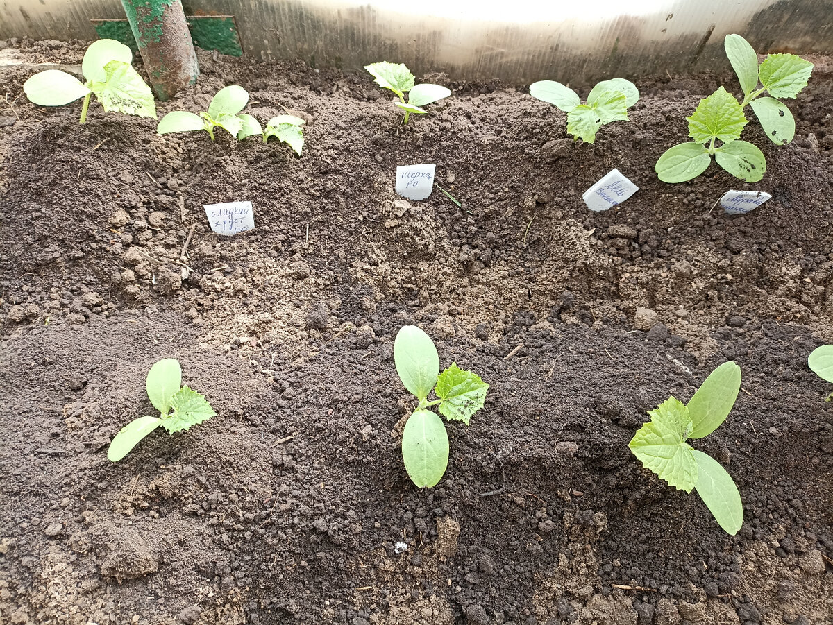 Фото 2. Рассаде 16 дней - высадила в теплицу. Фото автора