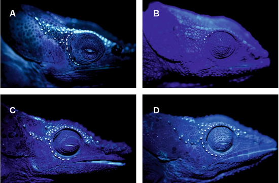 Хамелеоны не только могут менять свой цвет, а ещё и странным образом светятся в ультрафиолете. Какие у учёных есть догадки на этот счёт?