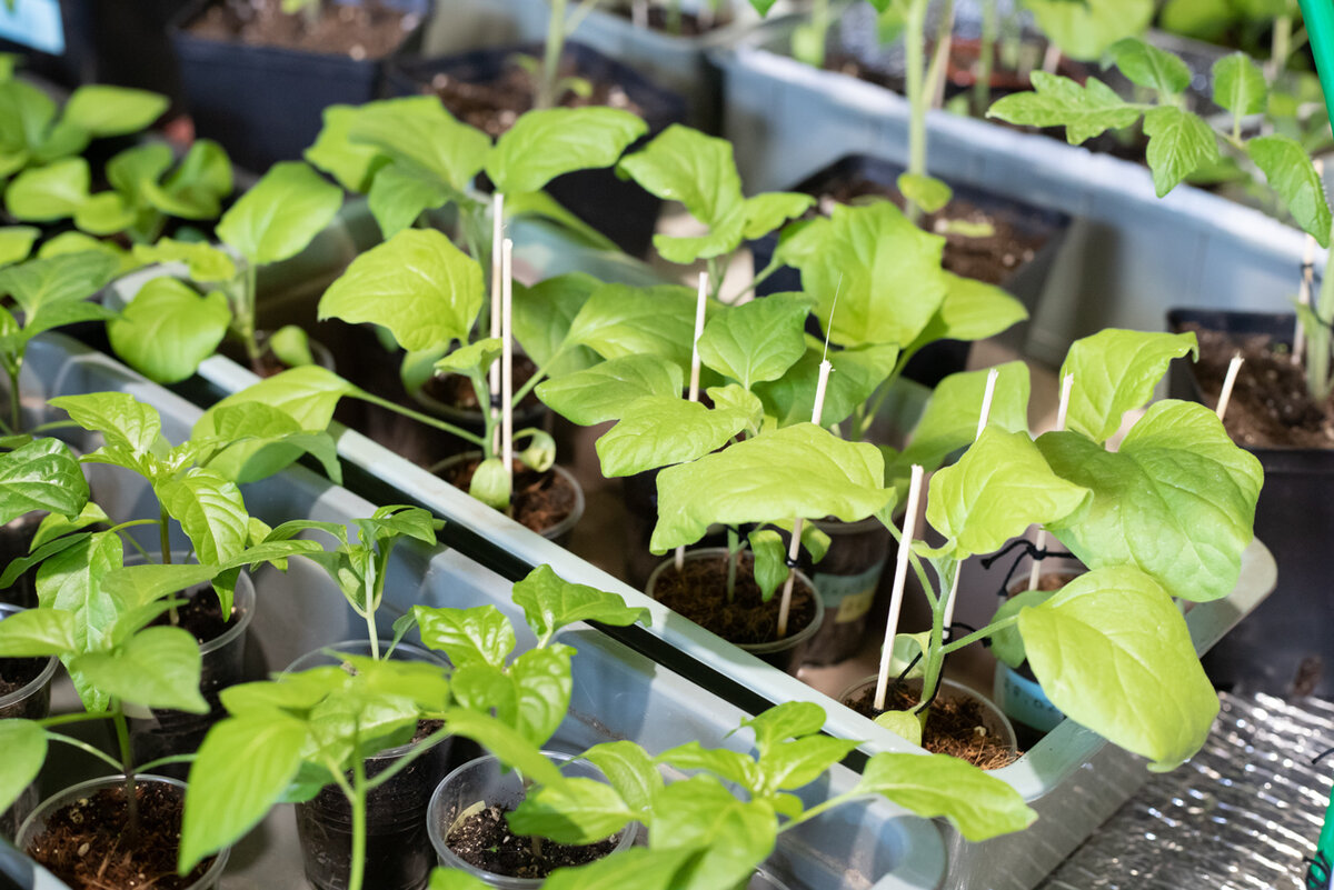   Часть баклажанчиков и перцев. Повеселели. Цвет желтоватый от лампы
