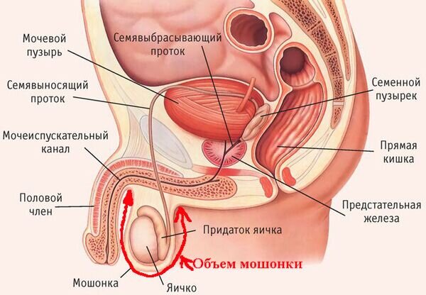 У сына член девственника