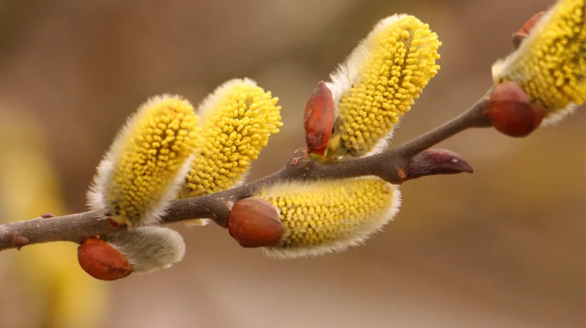Вербное воскресенье - время идти в церковь. Фото: www.piqsels.com