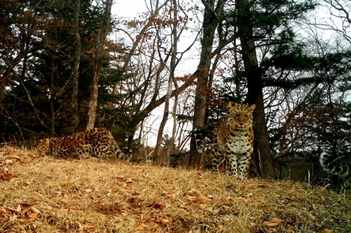    В России выросла популяция редчайшего дальневосточного леопарда