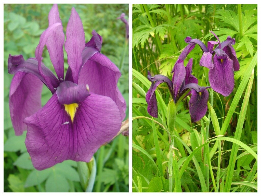    Ирис мечевидный (Iris ensata) — родоначальник японских ирисов