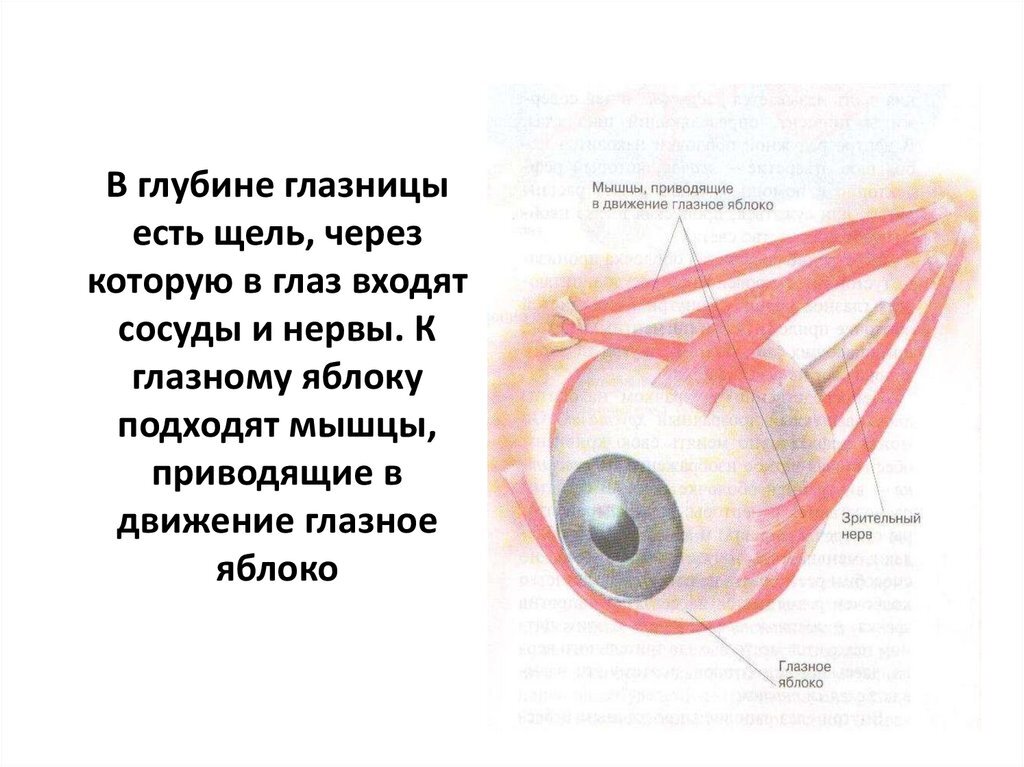 Движение глазных яблок. Приводящие мышцы глаза. Мышцы глаза строение и функции. Мышцы глазного яблока анатомия. Строение мышц глаза.