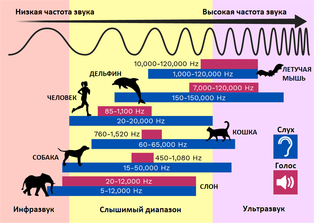 Частота слуха