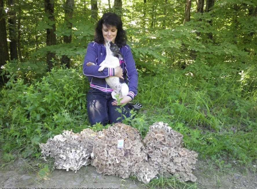 Почему съедобные грибы могут быть опасными Живая Кубань