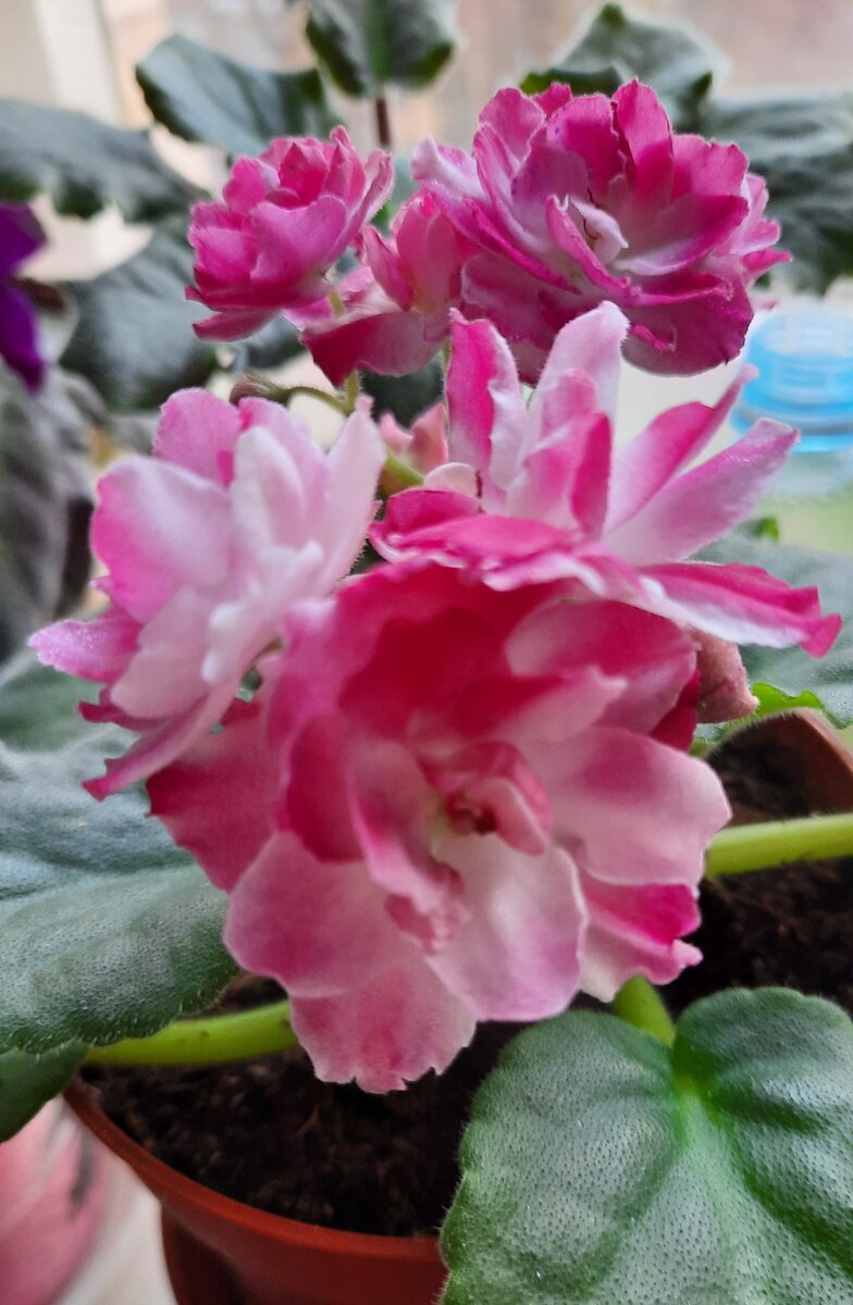 Изначально была белая с вкраплениями розового. Теперь розовый цвет преобладающий. Ну и ладно)