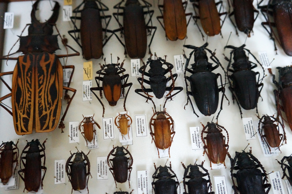 Энтомологическая коллекция Валерия Гриковского