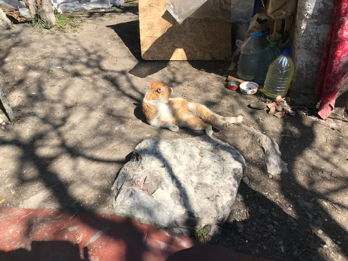 Дикие коты Крыма 