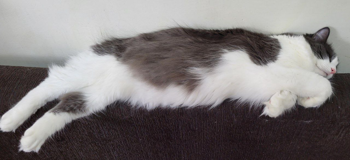 недоедающий Василь Данилыч