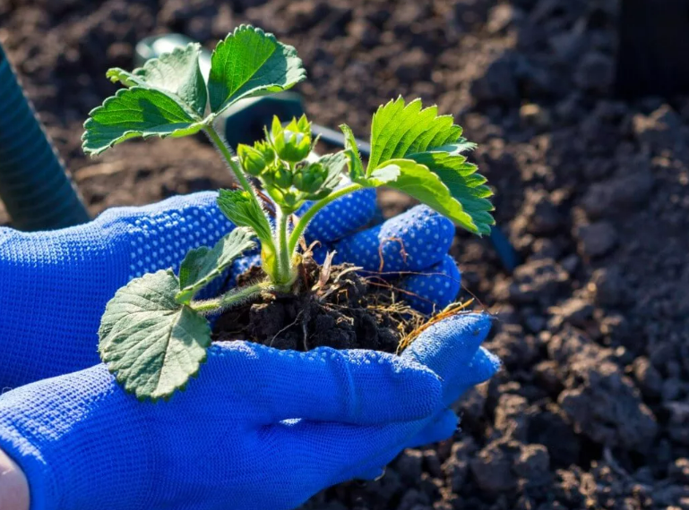 Фотография взята из источника bee-master.ru