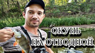 Поклёвка на каждом забросе!!! Рыбалка на окуня в Самарской области.