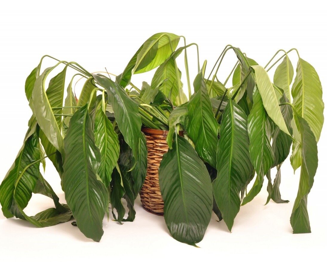 Картинка из общего доступа в интернете 