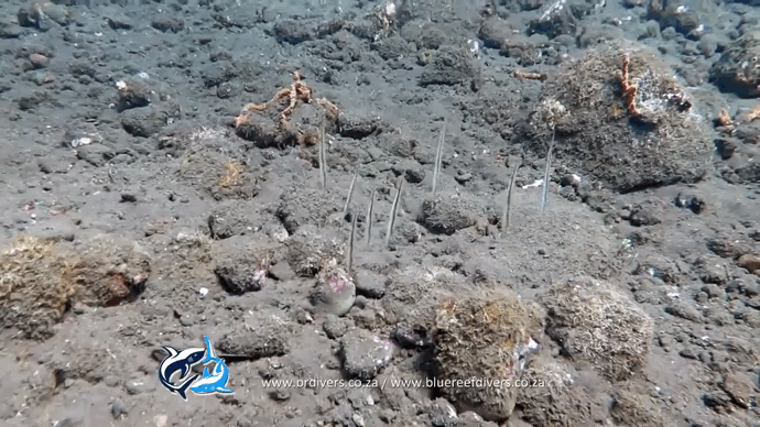 Ничего необычного, просто стайка бродячих подводных листиков!