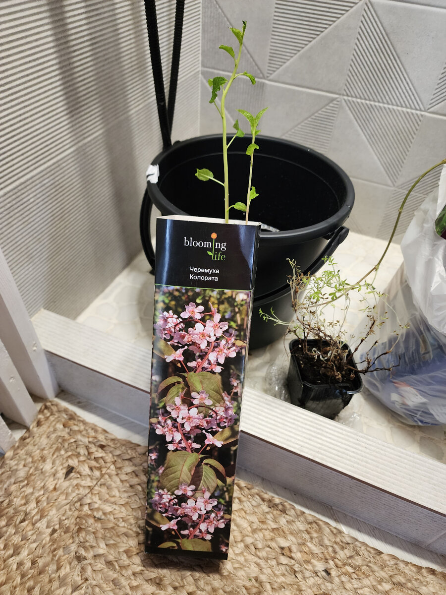 Черемуха Колората